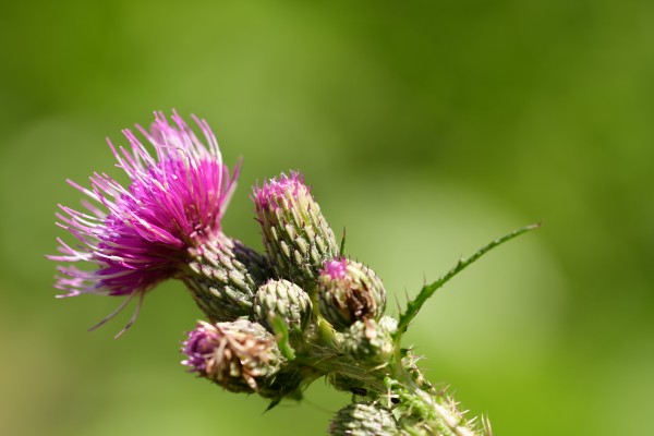 Distel - (c) R Herling.jpg